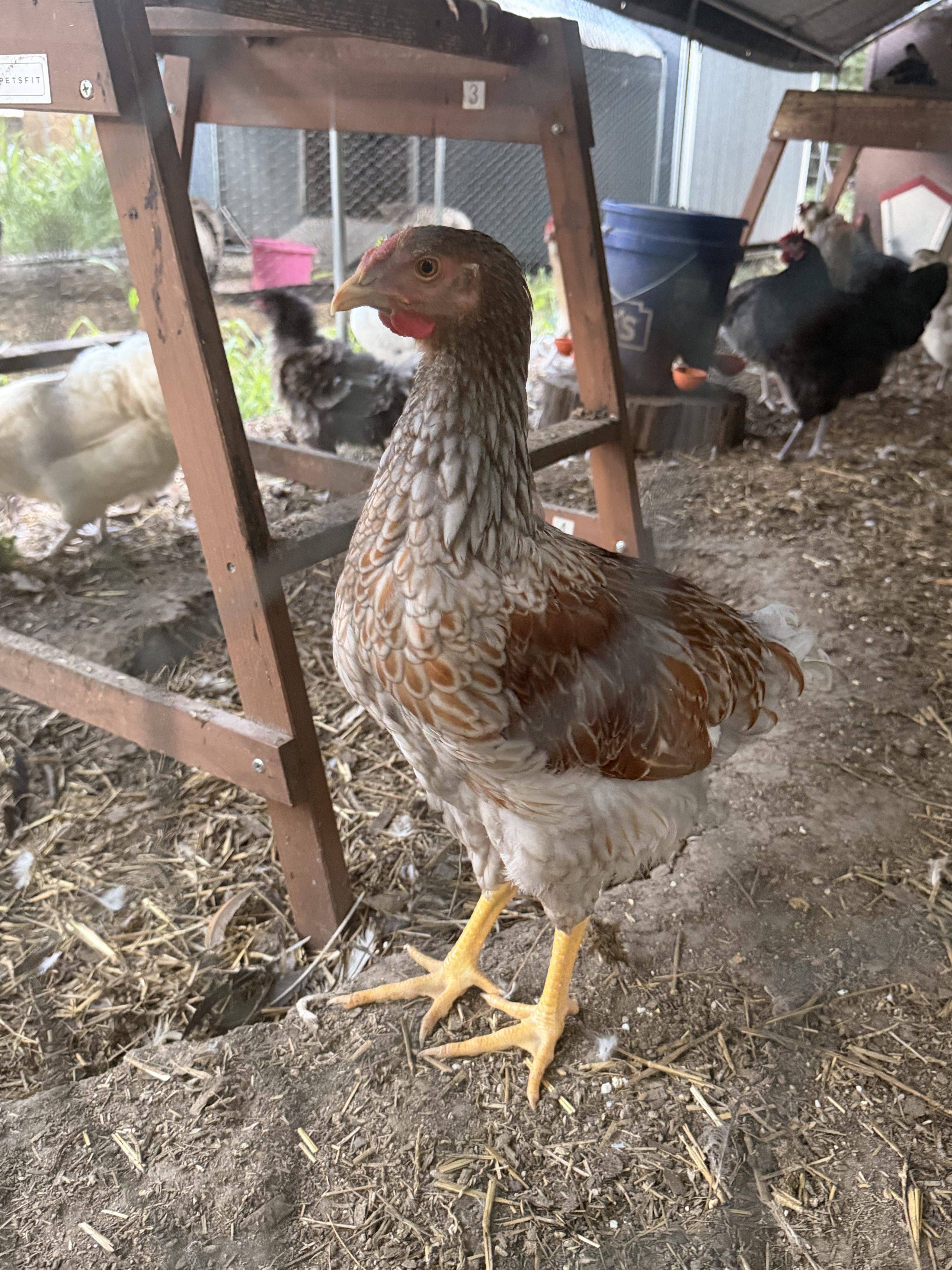 How Much Should You Feed Laying Hens? What We’re Changing for Our Growing Chicken Flock