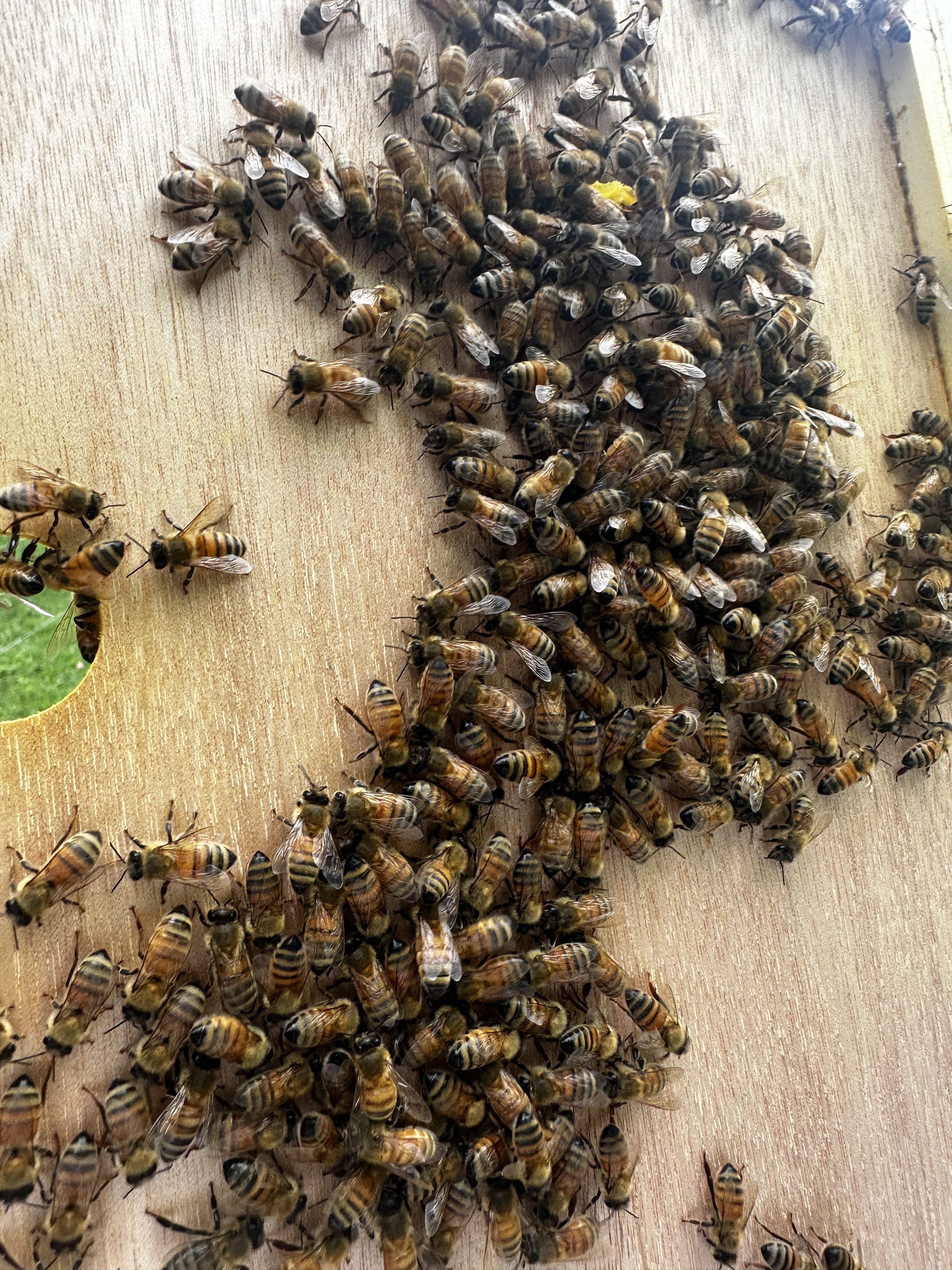 Why Do Bees Sting Some People More Than Others?