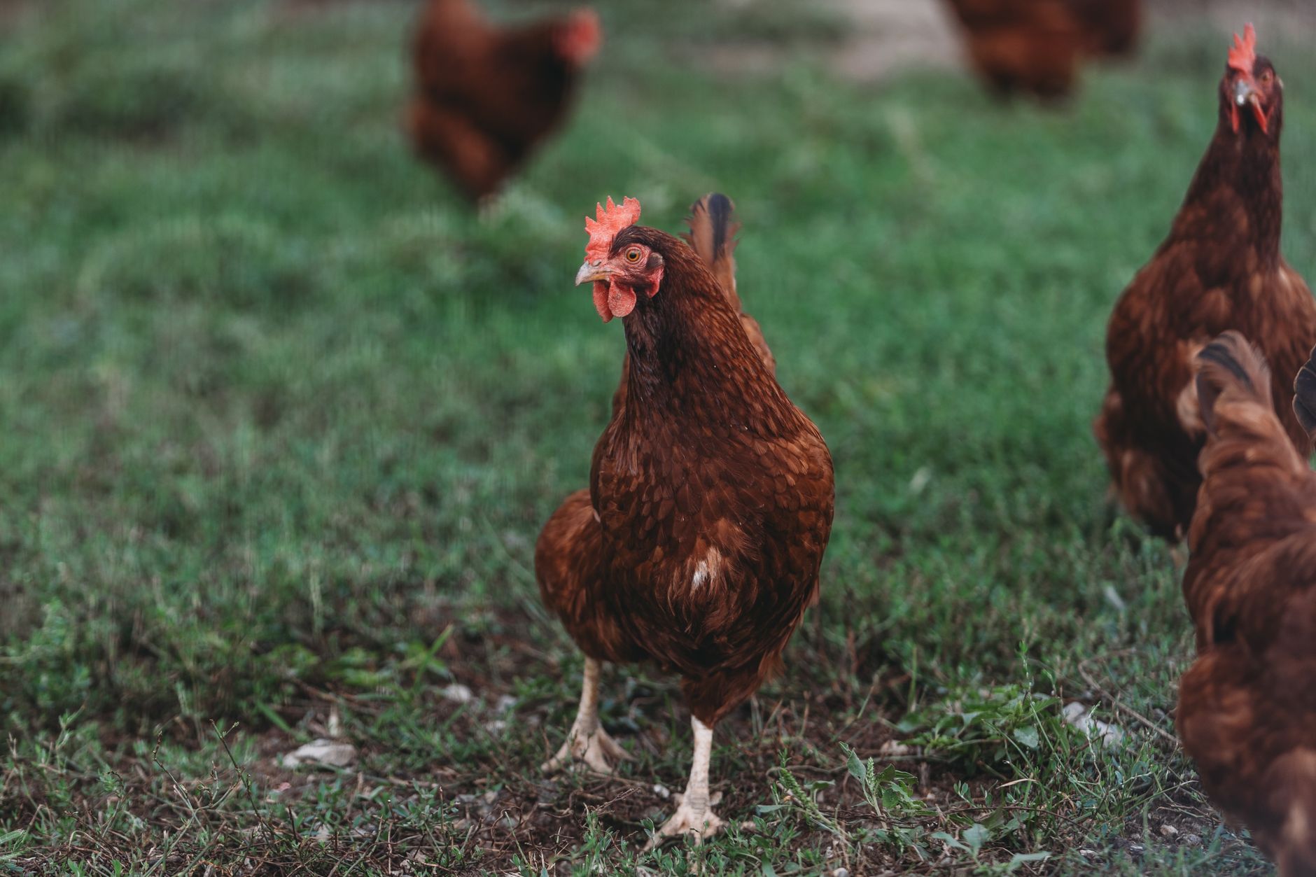 hens on grass