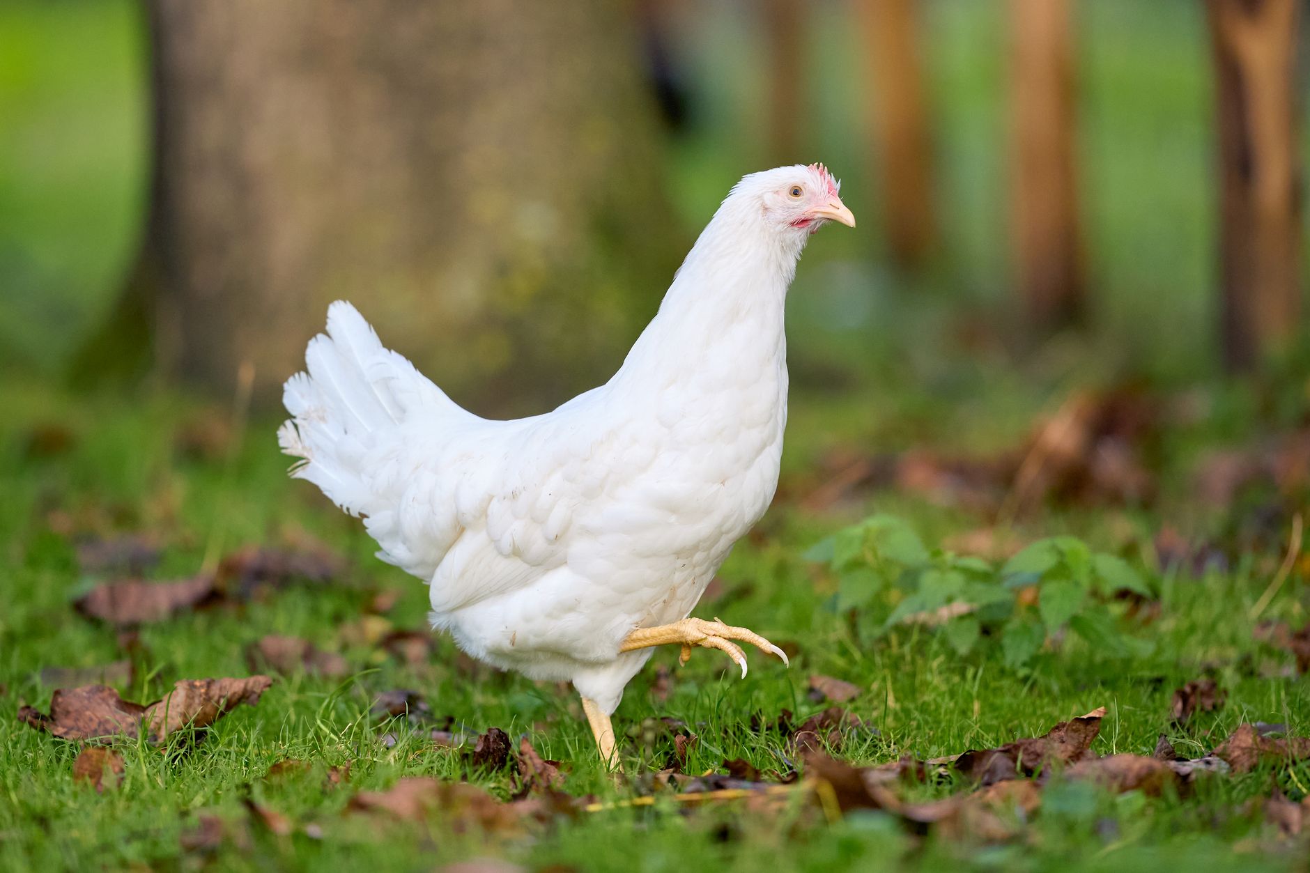 Why Are My White Leghorn Chickens Such Bullies? Understanding This Feisty Breed