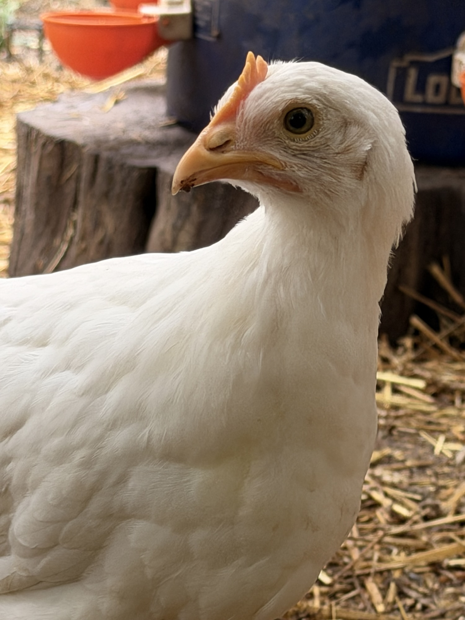 Chicken Molting Season Is Almost Here: What to Expect and How to Help Your Flock