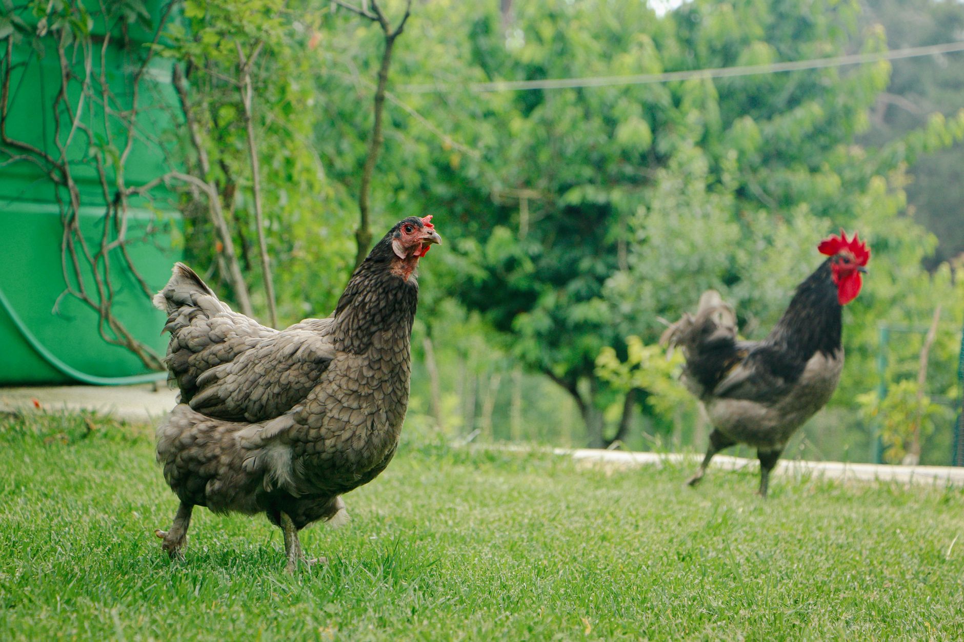 Why Chickens and Turkeys Need Grit: A Simple Homestead Essential