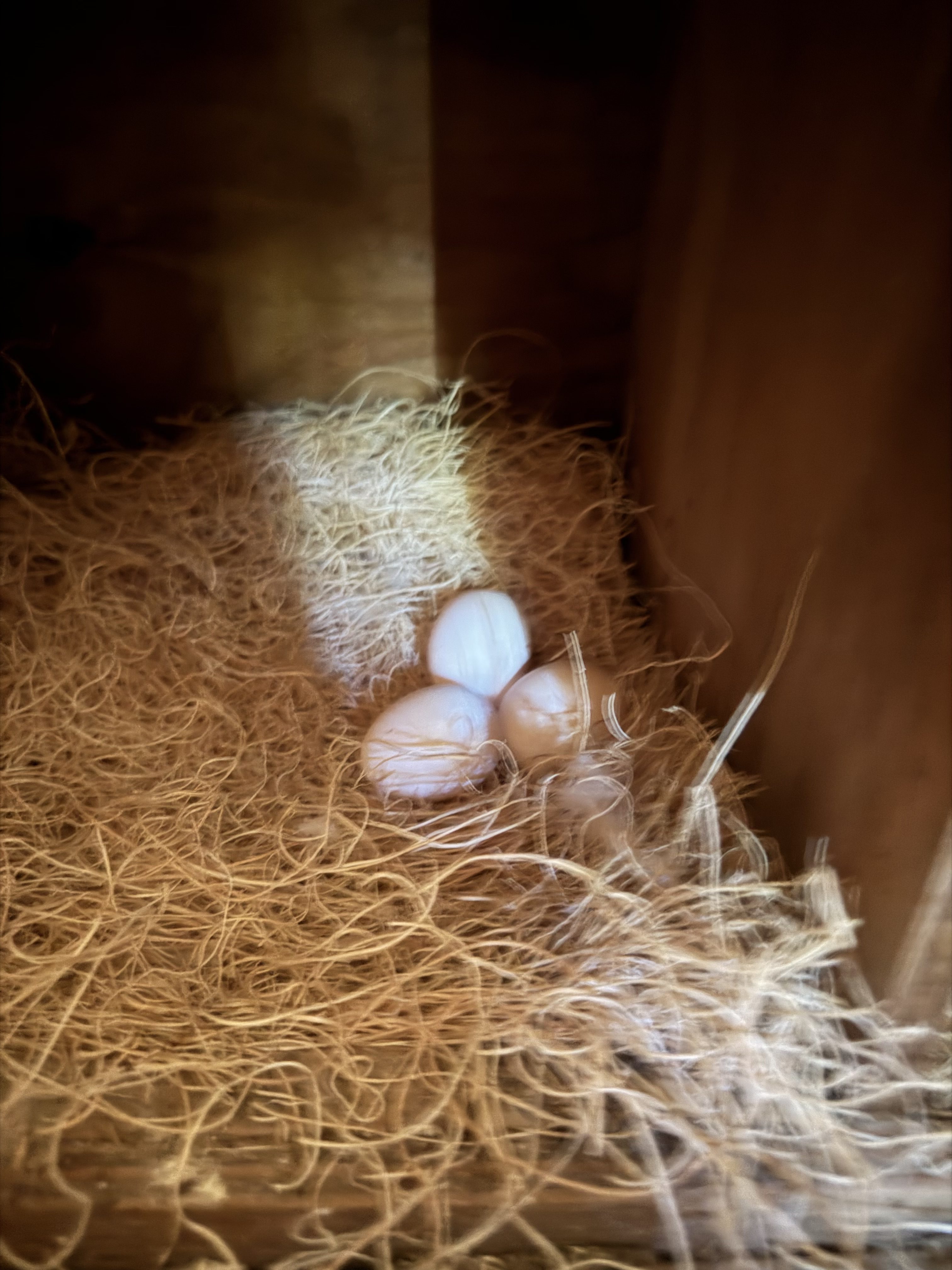 Pullet Eggs: Tiny Farm Fresh Eggs That Pack a Big Punch