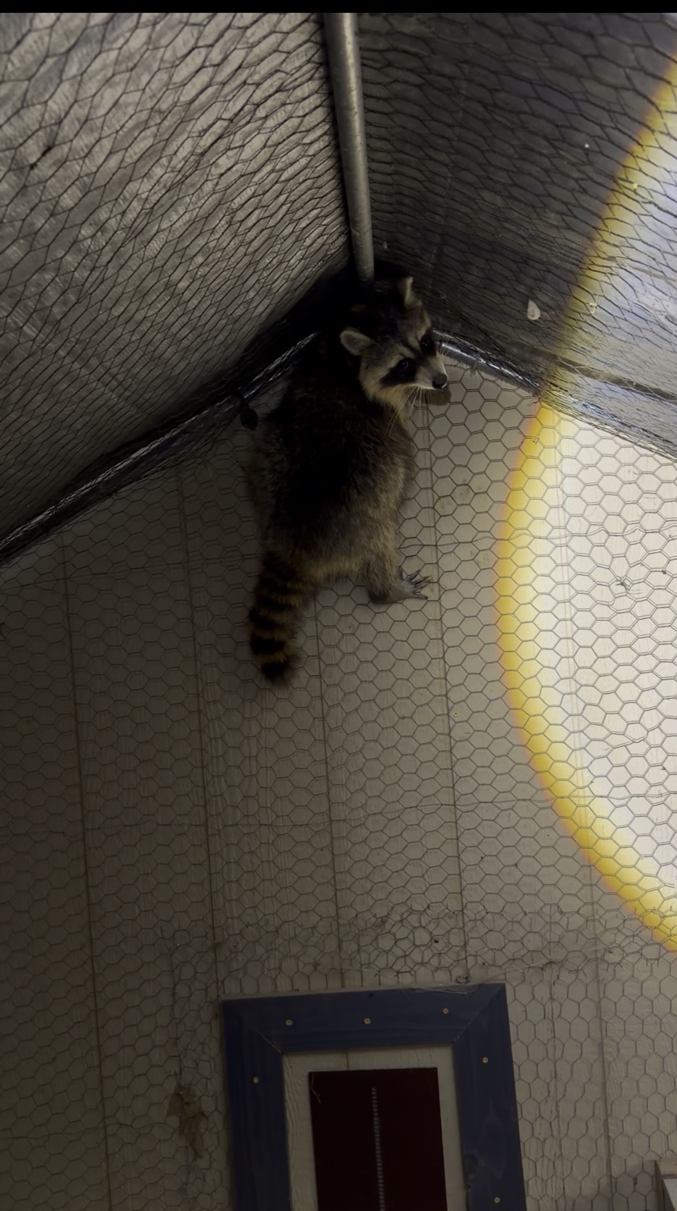 Raccoon in the Chicken Run